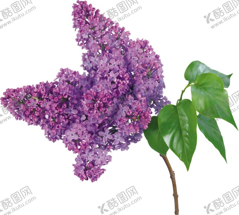 编号：33172010092030166722【酷图网】源文件下载-丁香花