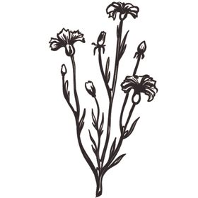 素描绘画植物花朵