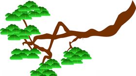 松枝