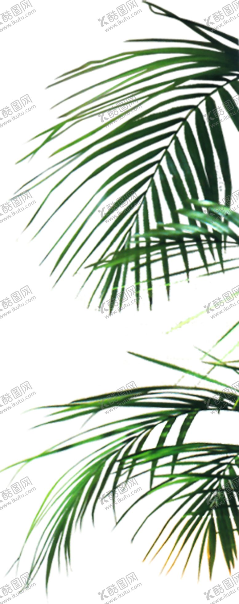 编号：52513109270019081134【酷图网】源文件下载-绿色相框