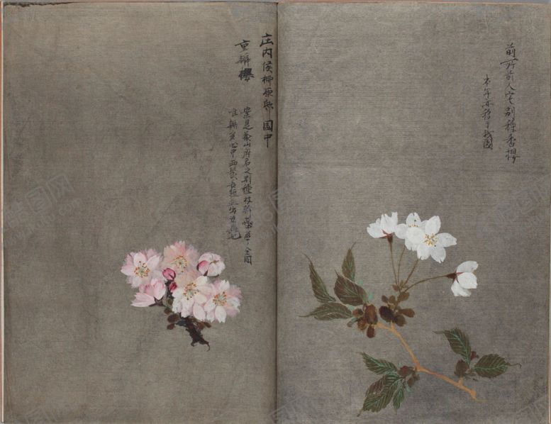 编号：77790903281151407827【酷图网】源文件下载-樱花