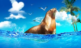 海豹