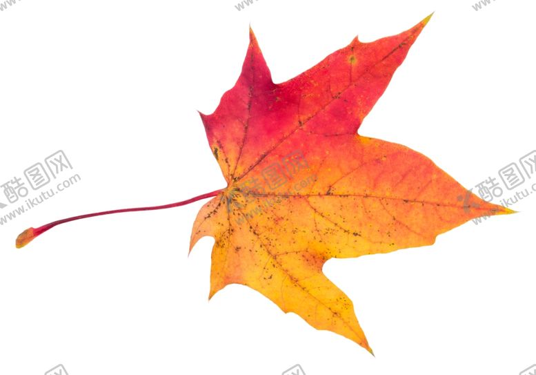 编号：20876409241905299367【酷图网】源文件下载-树叶