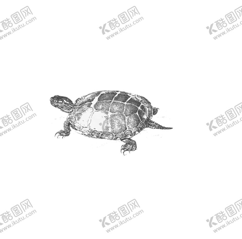 编号：93323104161251291305【酷图网】源文件下载-龟壳