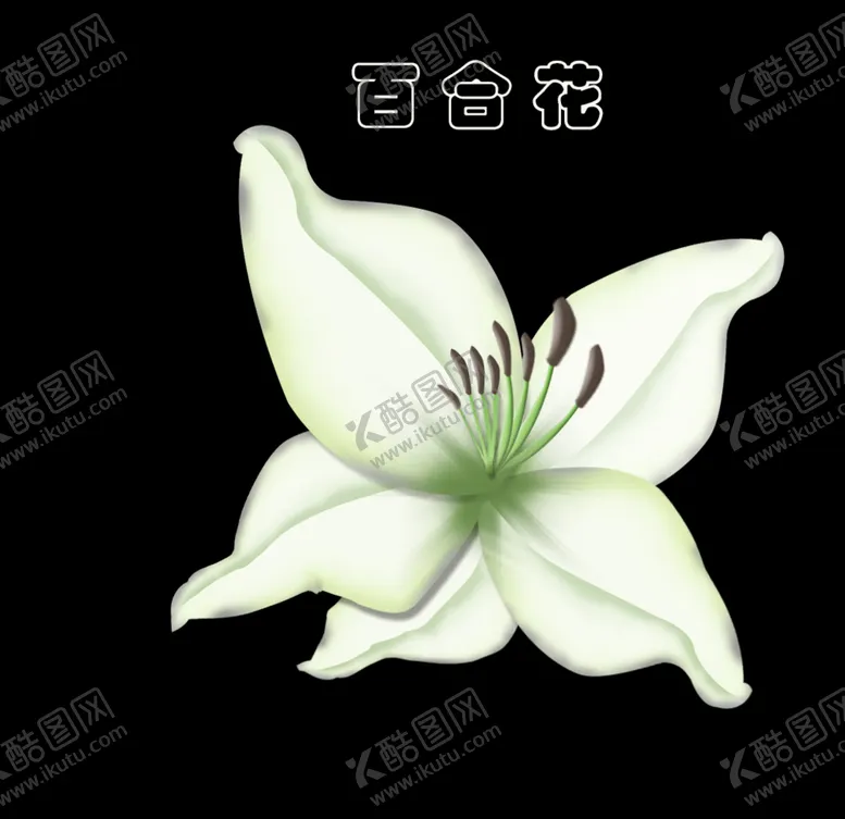 编号：87564704122018545549【酷图网】源文件下载-百合花