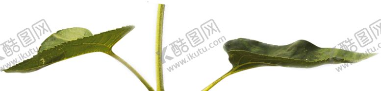编号：63049707081752137422【酷图网】源文件下载-绿色装饰