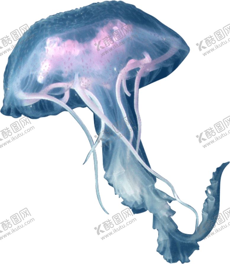 编号：70293704061705161676【酷图网】源文件下载-水母