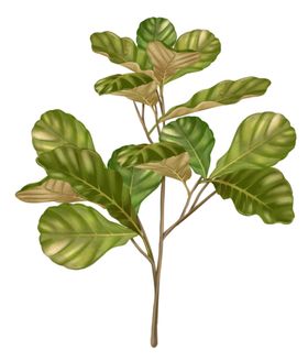 手绘植物