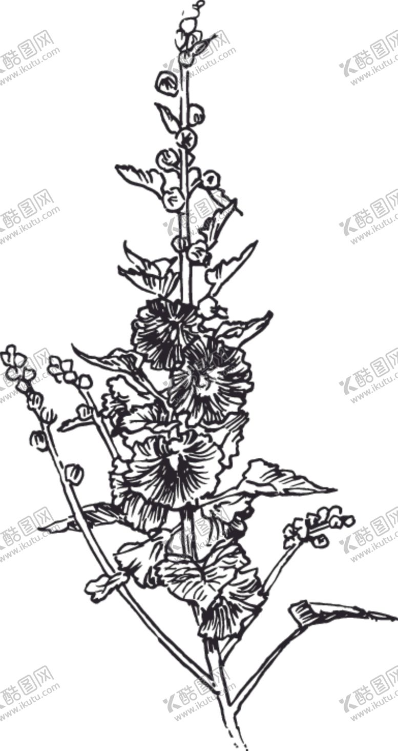 编号：49574010010846233039【酷图网】源文件下载-素描鲜花