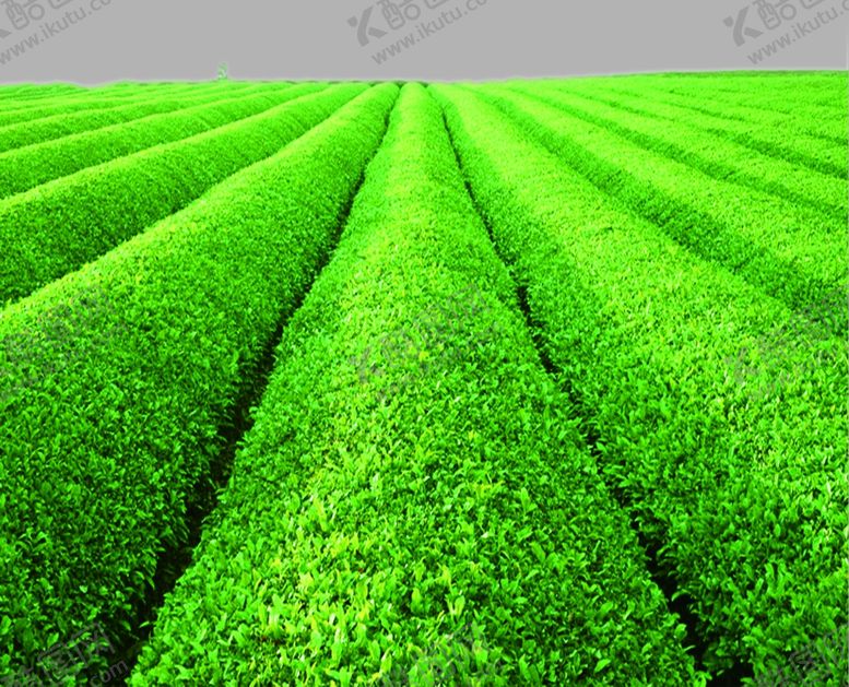 绿茶茶园品艺文化海报传统文化