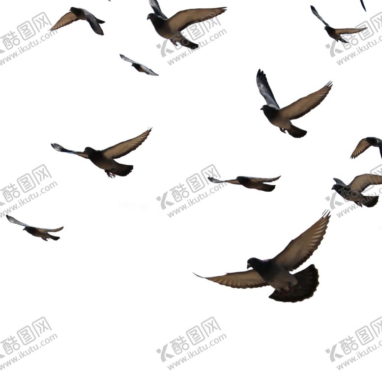 编号：90292609210056133922【酷图网】源文件下载-和平鸽