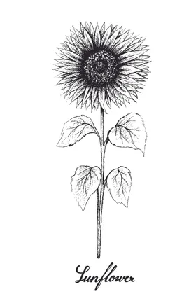 线描植物