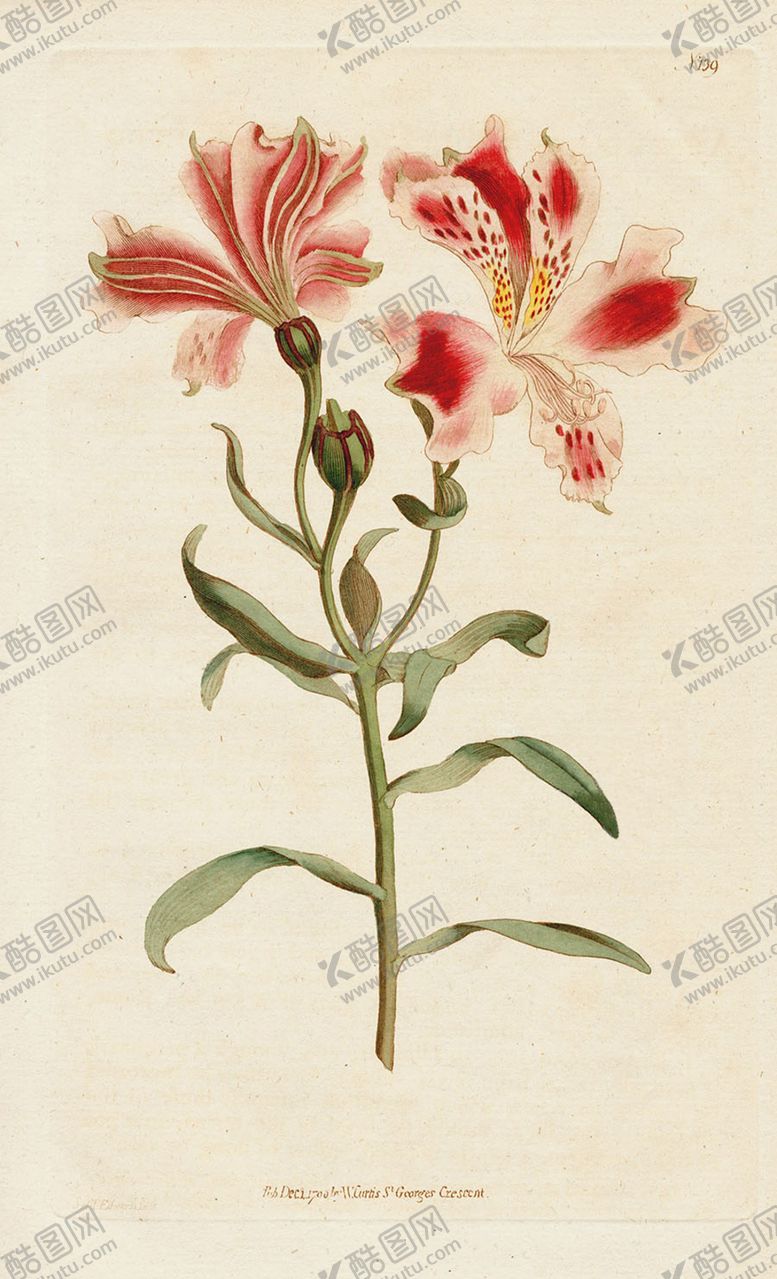 编号：69534305102313586187【酷图网】源文件下载-欧式复古色调花朵植物