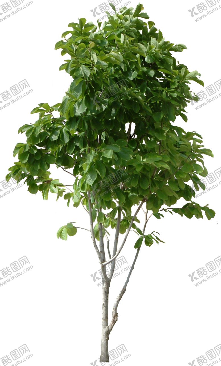 编号：41421801181635024719【酷图网】源文件下载-树 PNG