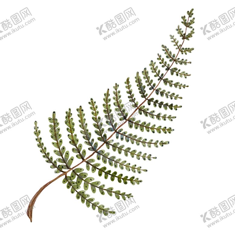 编号：85678210151516292622【酷图网】源文件下载-水彩植物