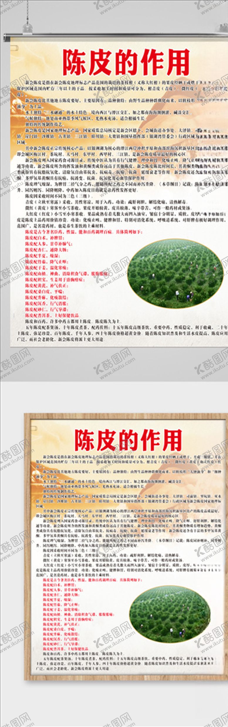 编号：79059610300233122142【酷图网】源文件下载-陈皮的作用宣传海报
