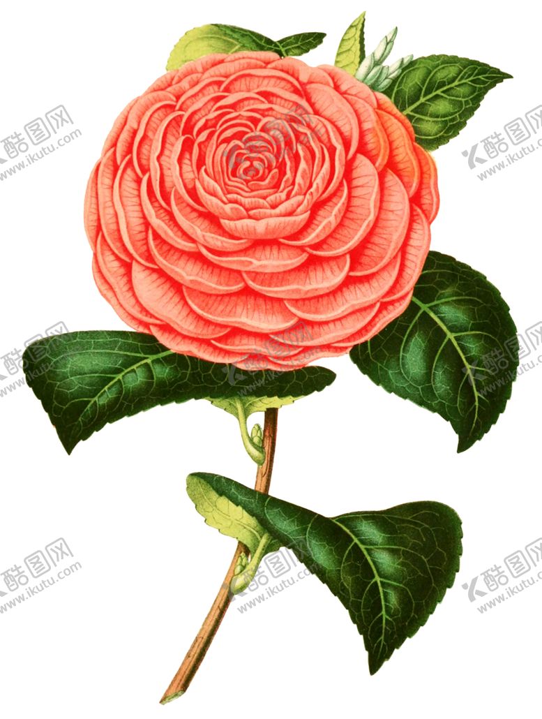 编号：48972610040006434926【酷图网】源文件下载-复古鲜花植物装饰图案