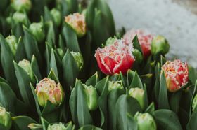 郁金香花朵花卉自然景观