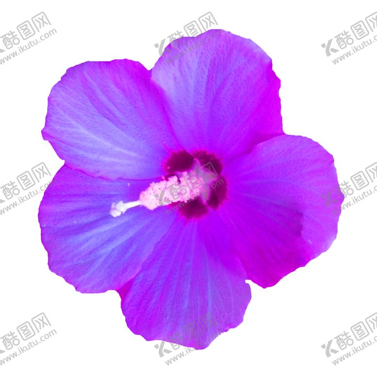 编号：72504207041133476069【酷图网】源文件下载-鲜花素材