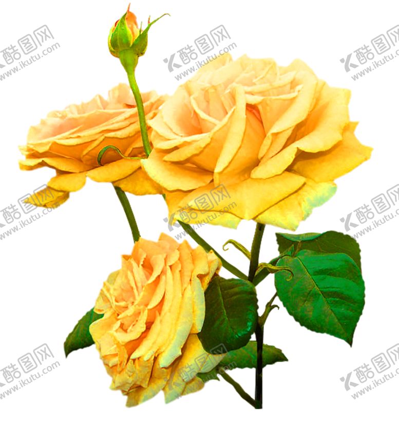 编号：21832406170214571874【酷图网】源文件下载-花素材