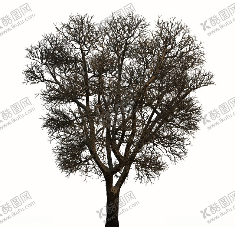 编号：97698409191841108844【酷图网】源文件下载-树木