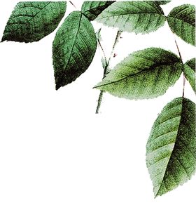 绿色背景春天边框免扣