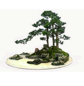 盆景