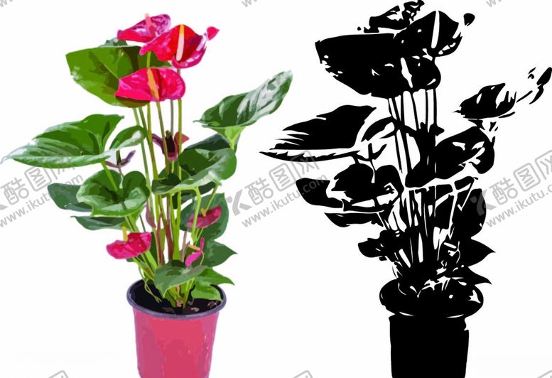 编号：54485609291501458454【酷图网】源文件下载-盆栽花红掌