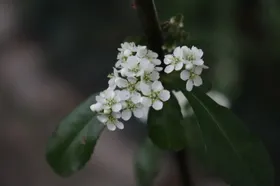 花卉