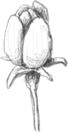 玫瑰花素描绘画