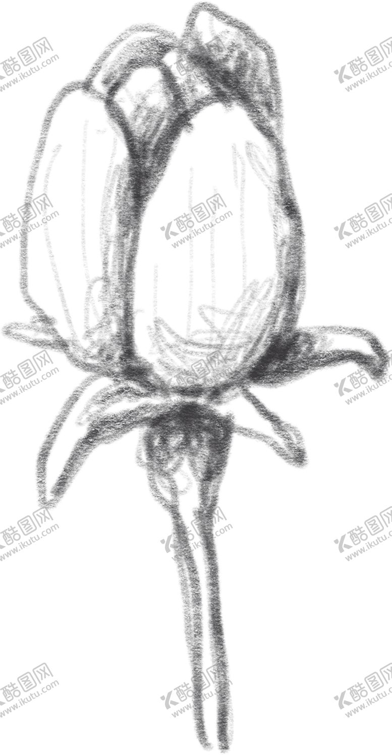 编号：17771210191615194333【酷图网】源文件下载-玫瑰花素描绘画