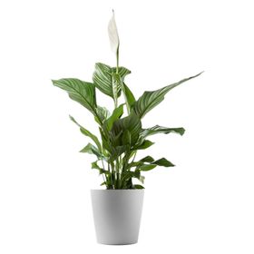 盆栽盆景植物