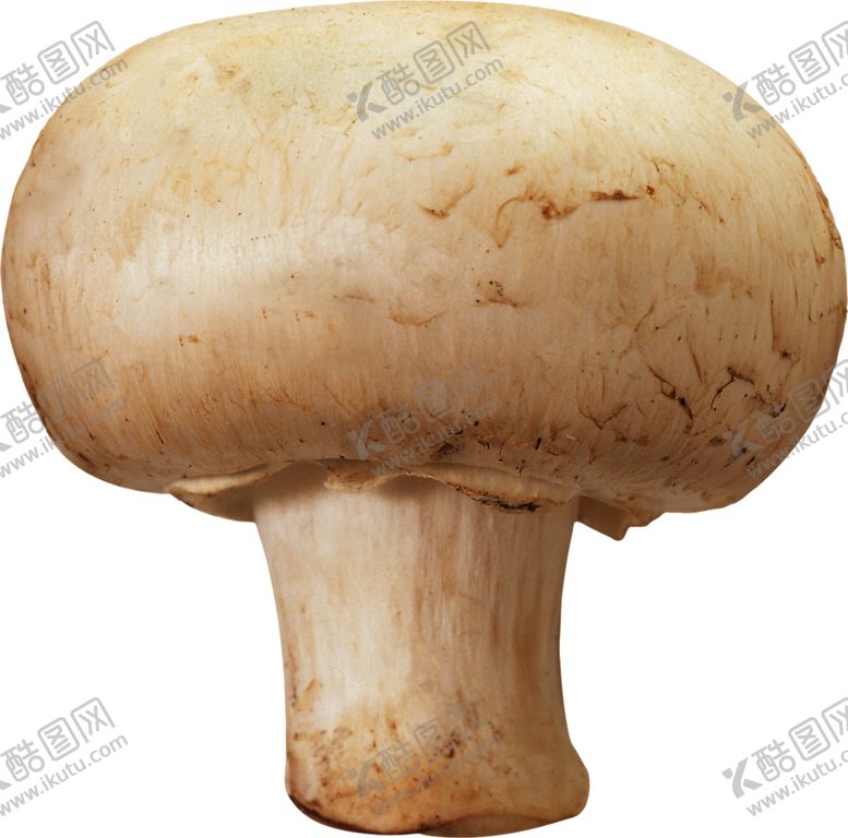编号：91837104280509181906【酷图网】源文件下载-双孢蘑菇