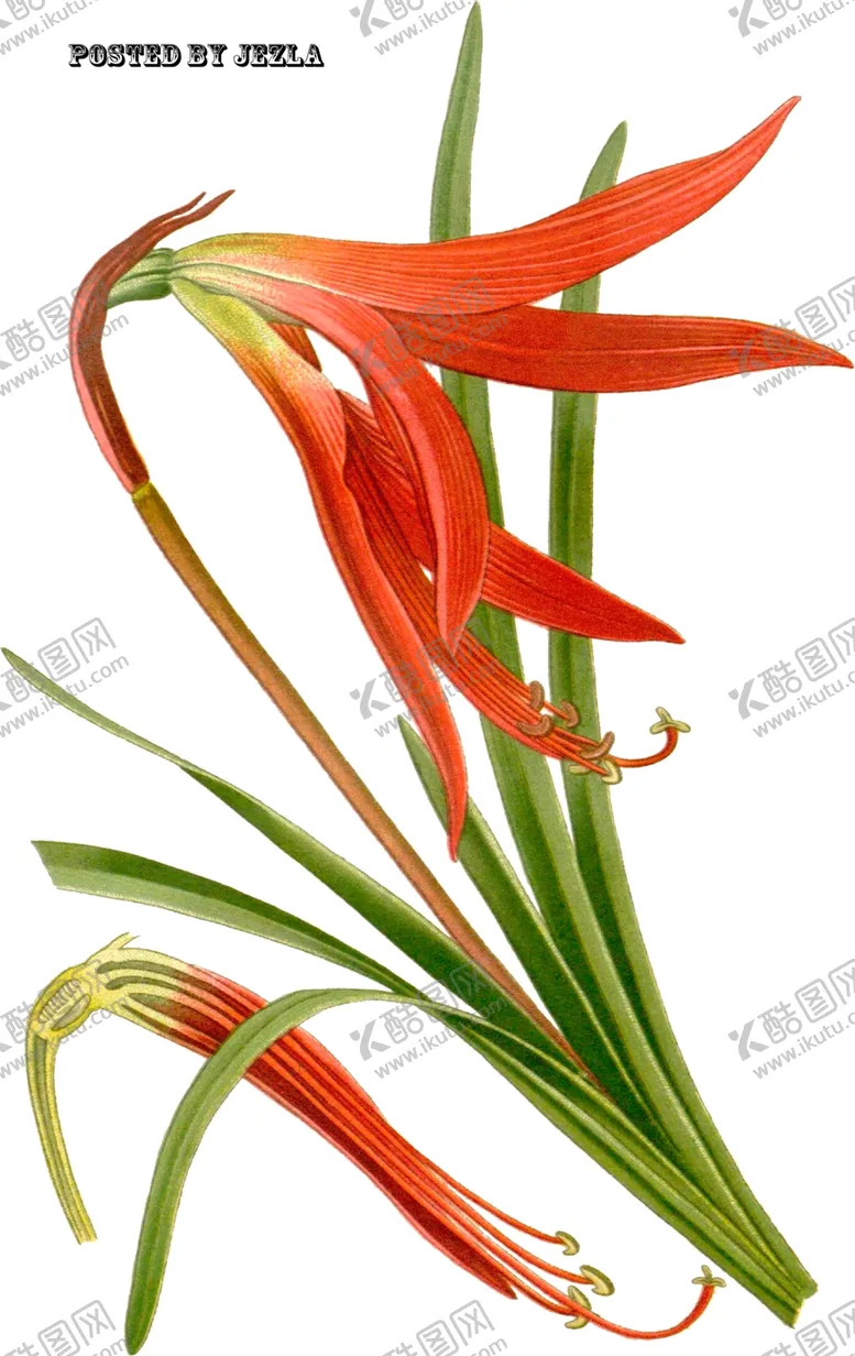 编号：36454202201700202418【酷图网】源文件下载-手绘花草植物素材图片