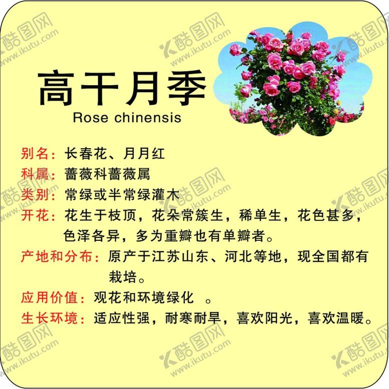 编号：53816002162340306778【酷图网】源文件下载-植物花草牌月季