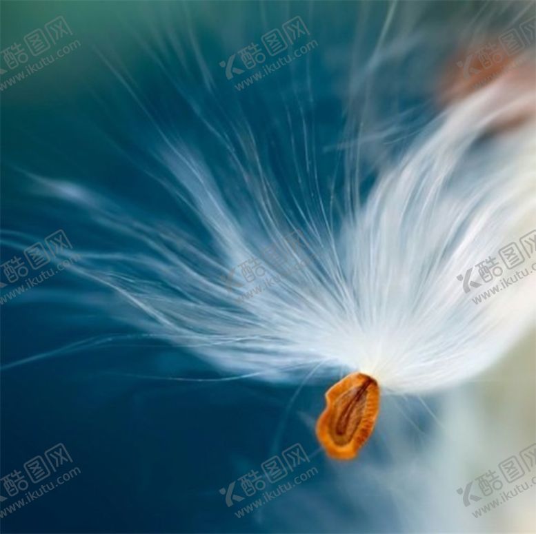 编号：24833804201625489761【酷图网】源文件下载-蒲公英