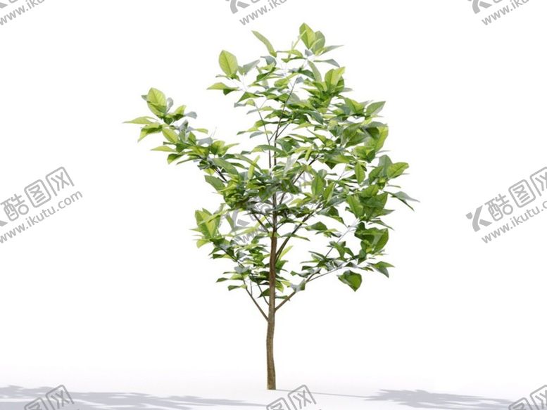 编号：21852412011929344672【酷图网】源文件下载-C4D模型 植物树木柠檬树
