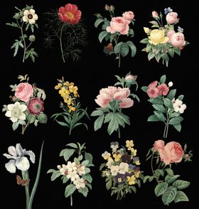 花朵插画鲜花