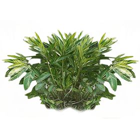 绿色植物背景简约墙纸现代效果图