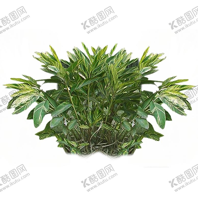 编号：94756507121952063275【酷图网】源文件下载-绿色植物