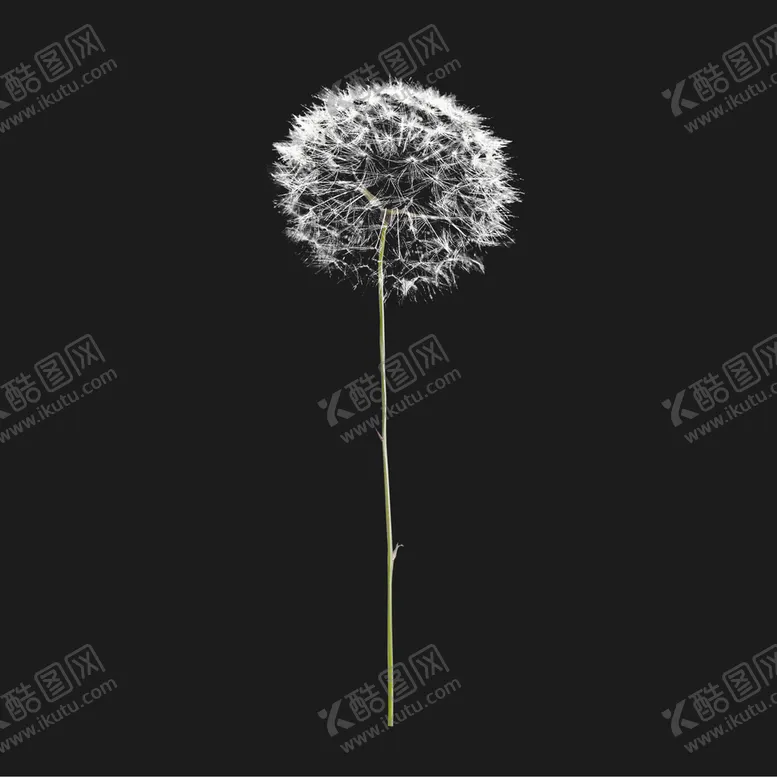 编号：89065110040503556054【酷图网】源文件下载-蒲公英
