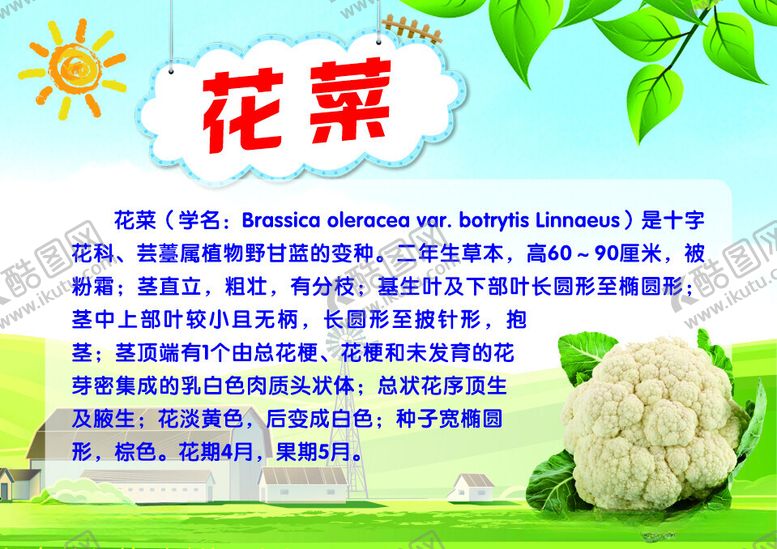 编号：28430312130750579836【酷图网】源文件下载-蔬菜介绍