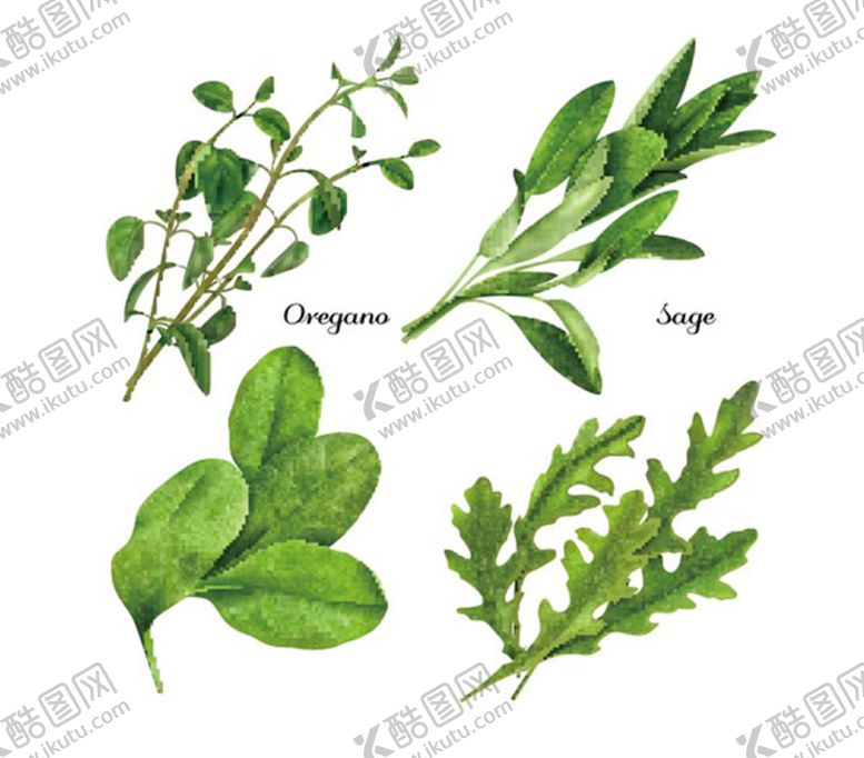 编号：56006610161722565367【酷图网】源文件下载-新鲜草本植物