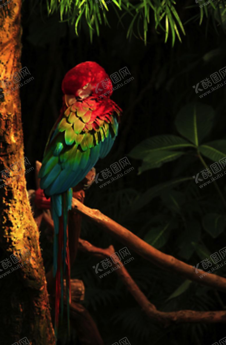 编号：59660709111529365296【酷图网】源文件下载-鸟摄影小鸟蓝色小鸟摄影