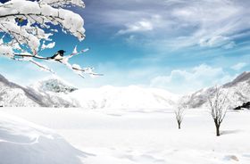 雪地树木图片