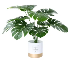 植物