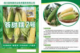 玉米种子介绍宣传彩页