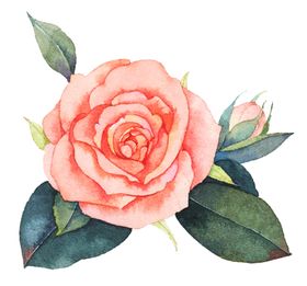 玫瑰花