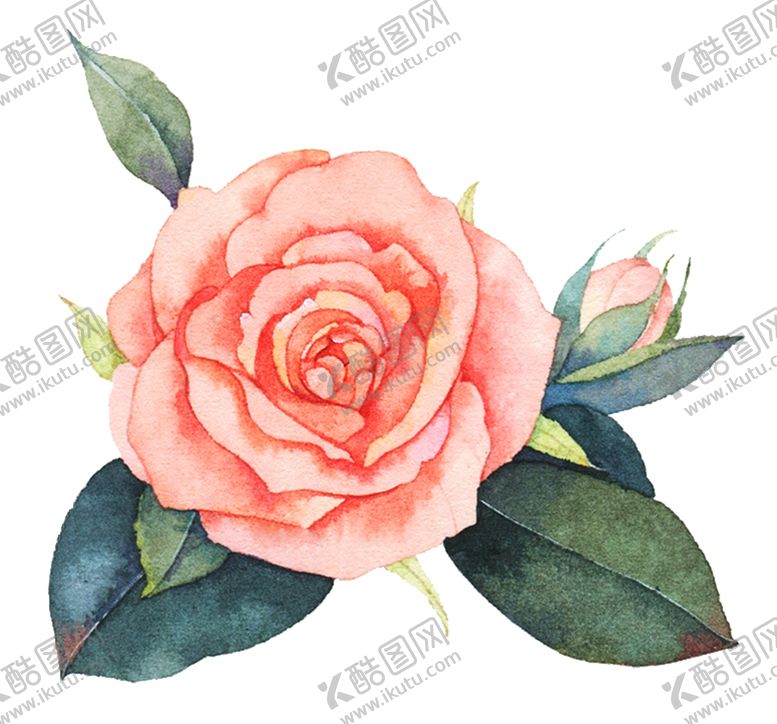 编号：40910407010213279425【酷图网】源文件下载-玫瑰花