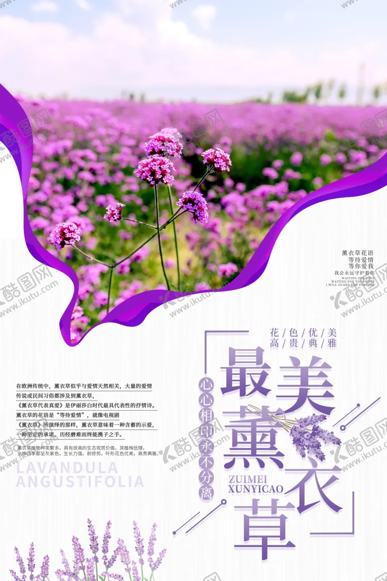 编号：70911507021104405201【酷图网】源文件下载-薰衣草海报一片薰衣草